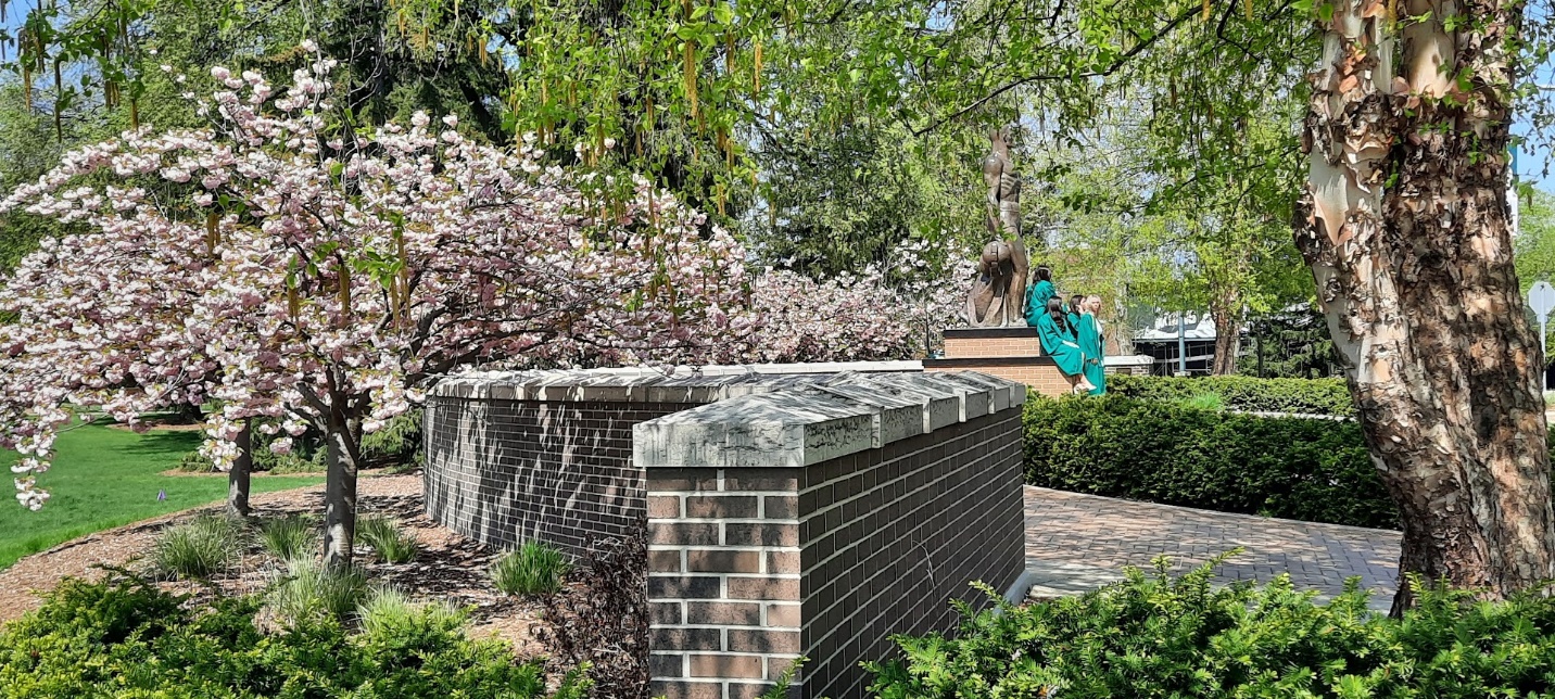 Flowering cherry trees nearby Sparty statue.